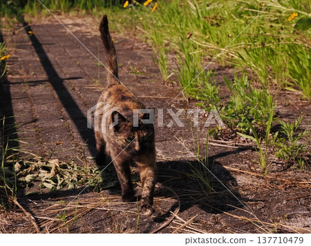 Cat looking at this place 137710479
