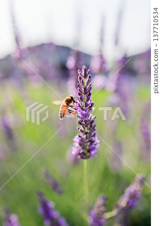 Lavender and bees (vertical) 137710534