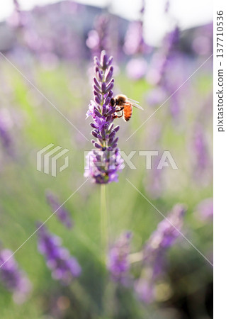 A bee sucking nectar from lavender_vertical 137710536