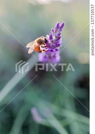 Lavender and bees at dusk_vertical 137710537