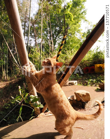 Cute kitten siblings playing with toys 137710571