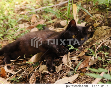 Cute kitten siblings playing with toys Cute kitten siblings playing with toys 137710593