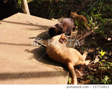 可愛的小貓兄妹倆在玩玩具 可愛的小貓兄妹倆在玩玩具 137710612