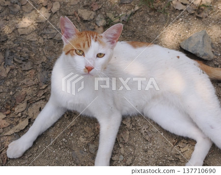 The park's stray cats The park's stray cats 137710690