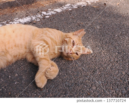 The park's stray cats The park's stray cats 137710724
