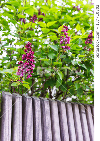Close up of bright purple lilac flower clusters blooming among blurred green leaves above a wooden fence. Syringa vulgaris. Selective focus Close up of bright purple lilac flower clusters blooming among blurred green leaves above a wooden fence. Syringa vulgaris. Selective focus 137710802