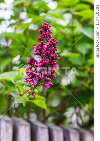 Close up of bright purple lilac flower clusters blooming among blurred green leaves above a wooden fence. Syringa vulgaris. Selective focus 137710803