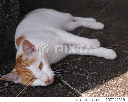 Cute cherry blossom cat living in the colony Cute cherry blossom cat living in the colony 137710819
