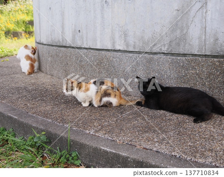 Cute cherry blossom cat living in the colony Cute cherry blossom cat living in the colony 137710834