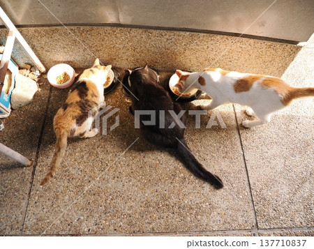 Cute cherry blossom cat living in the colony Cute cherry blossom cat living in the colony 137710837