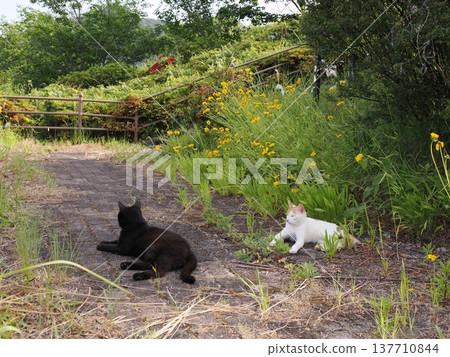 Cute cherry blossom cat living in the colony Cute cherry blossom cat living in the colony 137710844