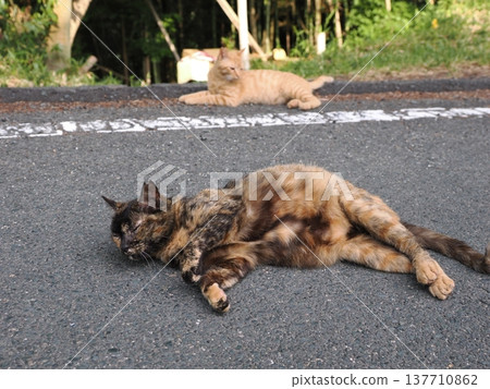 Cute cherry blossom cat living in the colony Cute cherry blossom cat living in the colony 137710862