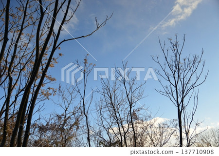 寒冷的早晨，一片樹林 137710908