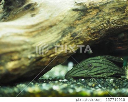 綠皇家異型魚在浮木的陰涼處休息 綠皇家異型魚在浮木的陰涼處休息 137710910