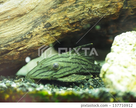 美麗的西瓜紋綠皇家異型魚 137710912