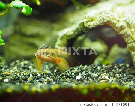 古老的魚類多鰭魚從藏身之處探出頭來。 古老的魚類多鰭魚從藏身之處探出頭來。 137710913