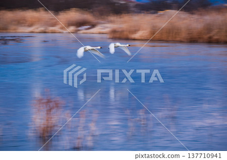 Swans take off [Mitakarada Yusui Pond] 137710941