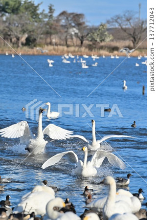 冬季的兵庫湖和天鵝（新潟縣阿賀野市） 137712043