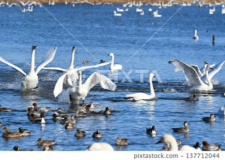 Lake Hyoko and swans in winter (Agano City, Niigata Prefecture) Lake Hyoko and swans in winter (Agano City, Niigata Prefecture) 137712044