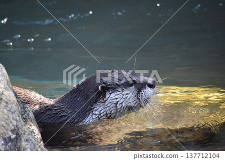 Kochi Prefecture, Shikoku, Noichi Zoological Park, Kochi Prefecture, Otters Kochi Prefecture, Shikoku, Noichi Zoological Park, Kochi Prefecture, Otters 137712104