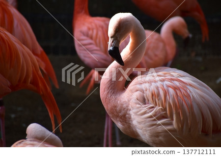 Kochi Prefecture, Shikoku, Noichi Zoological Park, Kochi Prefecture, Flamingos 137712111