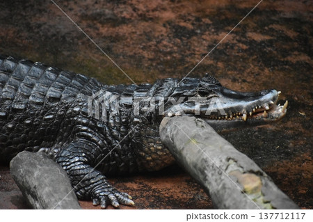 Kochi Prefecture, Shikoku, Noichi Zoological Park, Kochi Prefecture, Crocodile Kochi Prefecture, Shikoku, Noichi Zoological Park, Kochi Prefecture, Crocodile 137712117