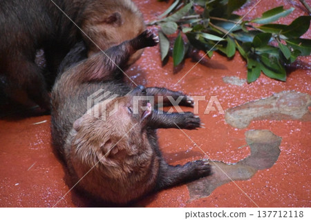 高知縣,四國,濃厚動物園,高知縣,叢林犬 高知縣,四國,濃厚動物園,高知縣,叢林犬 137712118