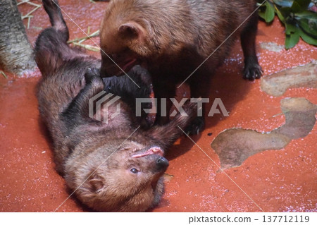 Kochi Prefecture, Shikoku, Noichi Zoological Park, Kochi Prefecture, Bush Dog Kochi Prefecture, Shikoku, Noichi Zoological Park, Kochi Prefecture, Bush Dog 137712119