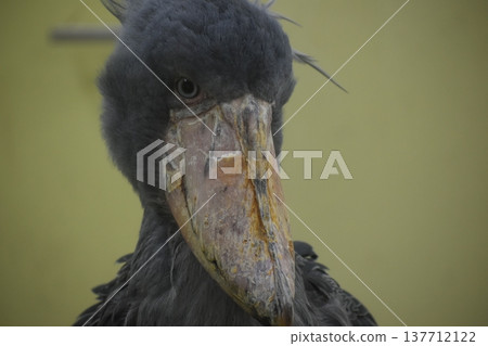 高知縣，四國，濃市動物園，高知縣，鯨頭鸛 137712122