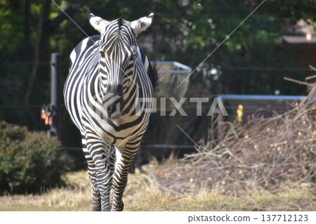 高知縣，四國，濃市動物園，高知縣，斑馬 137712123