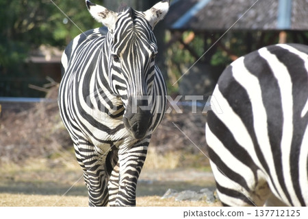 Kochi Prefecture, Shikoku, Noichi Zoological Park, Kochi Prefecture, Zebra Kochi Prefecture, Shikoku, Noichi Zoological Park, Kochi Prefecture, Zebra 137712125