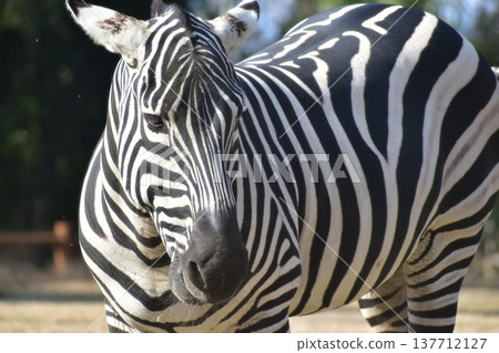 Kochi Prefecture, Shikoku, Noichi Zoological Park, Kochi Prefecture, Zebra 137712127