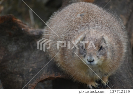 Kochi Prefecture, Shikoku, Noichi Zoological Park, Kochi Prefecture, Guinea Pigs Kochi Prefecture, Shikoku, Noichi Zoological Park, Kochi Prefecture, Guinea Pigs 137712129