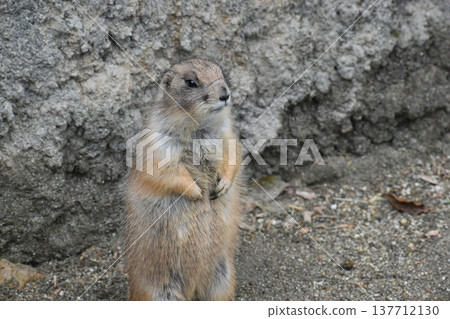 Kochi Prefecture, Shikoku, Noichi Zoological Park, Kochi Prefecture, Guinea Pigs Kochi Prefecture, Shikoku, Noichi Zoological Park, Kochi Prefecture, Guinea Pigs 137712130