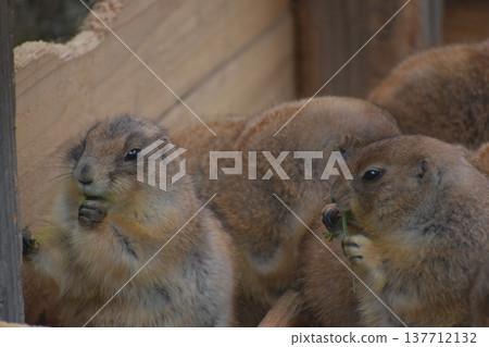 Kochi Prefecture, Shikoku, Noichi Zoological Park, Kochi Prefecture, Guinea Pigs 137712132