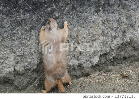 Kochi Prefecture, Shikoku, Noichi Zoological Park, Kochi Prefecture, Guinea Pigs 137712133