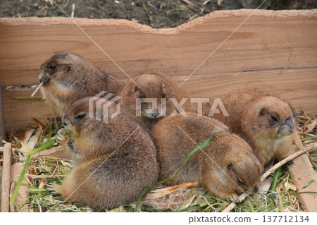 Kochi Prefecture, Shikoku, Noichi Zoological Park, Kochi Prefecture, Guinea Pigs 137712134