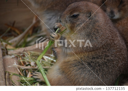 Kochi Prefecture, Shikoku, Noichi Zoological Park, Kochi Prefecture, Guinea Pigs Kochi Prefecture, Shikoku, Noichi Zoological Park, Kochi Prefecture, Guinea Pigs 137712135