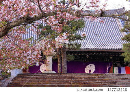 Cherry blossom scenery at Kurotani Konkai Komyoji Temple in Kyoto 137712218