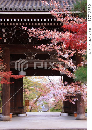 Cherry blossom scenery at Kurotani Konkai Komyoji Temple in Kyoto 137712220