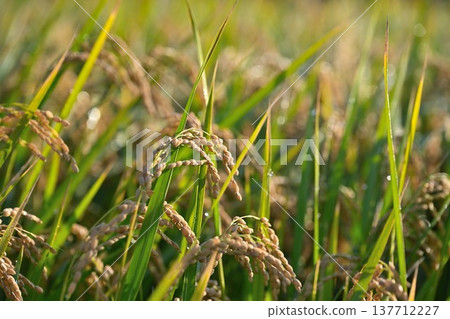 A view of Natsui's hashi trees and rice ears (Nishikan Ward, Niigata City, Niigata Prefecture) A view of Natsui's hashi trees and rice ears (Nishikan Ward, Niigata City, Niigata Prefecture) 137712227