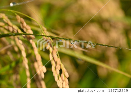 A view of Natsui's hashi trees and rice ears (Nishikan Ward, Niigata City, Niigata Prefecture) 137712229