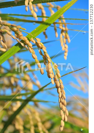 A view of Natsui's hashi trees and rice ears (Nishikan Ward, Niigata City, Niigata Prefecture) A view of Natsui's hashi trees and rice ears (Nishikan Ward, Niigata City, Niigata Prefecture) 137712230