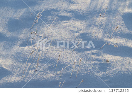 Winter grass 137712255