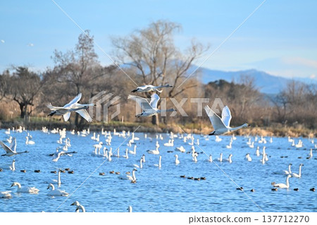 Lake Hyoko and swans in winter (Agano City, Niigata Prefecture) Lake Hyoko and swans in winter (Agano City, Niigata Prefecture) 137712270