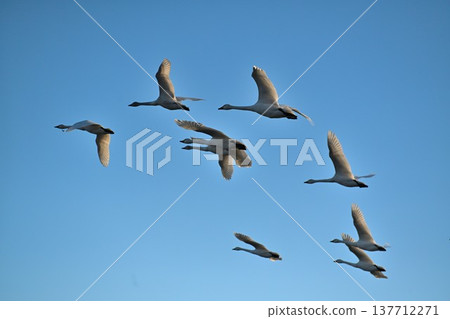Lake Hyoko and swans in winter (Agano City, Niigata Prefecture) Lake Hyoko and swans in winter (Agano City, Niigata Prefecture) 137712271