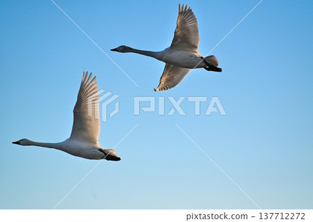 Lake Hyoko and swans in winter (Agano City, Niigata Prefecture) Lake Hyoko and swans in winter (Agano City, Niigata Prefecture) 137712272