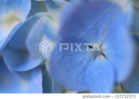 Cute hydrangea petals 137712573