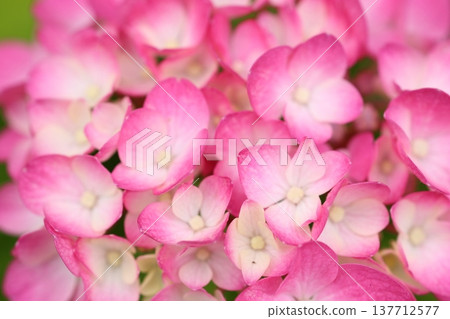 可愛的繡球花瓣 可愛的繡球花瓣 137712577