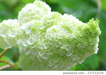 可愛的繡球花瓣 可愛的繡球花瓣 137712578
